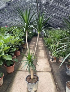 宁波慈溪绿植租摆价格究竟如何，速来一探究竟！