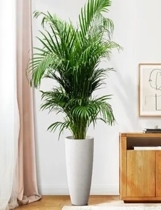 宁波镇海花卉租摆哪家好 宁波镇海花卉租摆哪家好