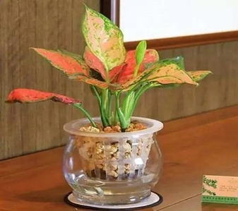 宁波慈溪绿植租摆专业 宁波慈溪绿植租摆专业