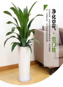 奉化植物租赁哪家好 奉化植物租赁哪家好